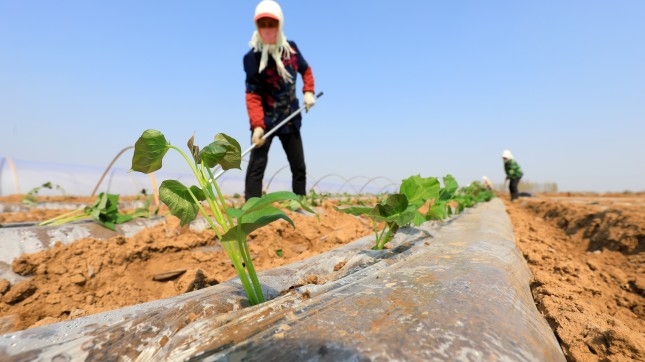 Effects of Microplastics Pollution on Plant